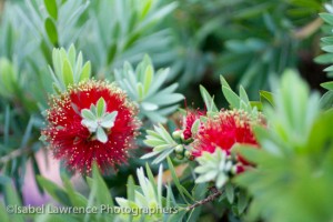 Callistemon 'Little John' bottlebrush shrub that only grows 3 feet tall and wide. Planted by Billy Goodnick.