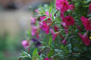 Use red flowers in the garden to bring the fire of summer feng shui