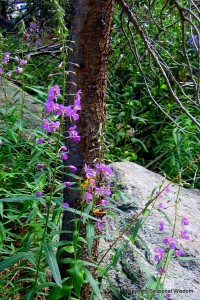 fireweed is among wildflowers of the eastern sierras