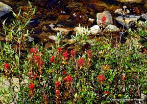 Different types of paintbrush are among the wildflowers of the eastern sierras.