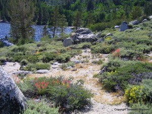 Indian paintbrush and sulphur flowers are wildflowers of the eastern sierras