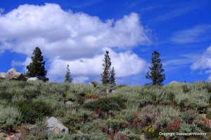 A hillside with white sage, paintbrush and sulphur flowers shows wildflowers of the eastern sierras