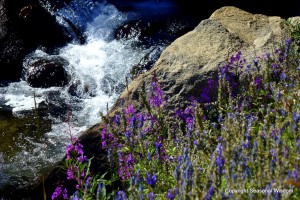 Post image for Wildflowers of the Eastern Sierras