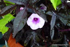 "Blackie' sweet potato vine has fabulous plant foliage