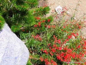 fuchsia-zauschneria-californica is among wildflowers of the eastern sierras