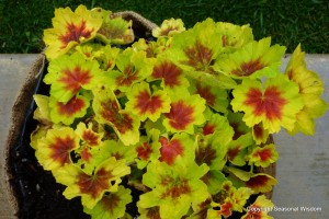 Pelargonium Indian Dunes’ has fabulous plant foliage