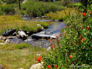 Paintbrush is among the wildflowers of the eastern sierras, including near Heart Lake