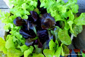 Lettuces with fabulous plant foliage