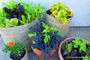 Lettuces geraniums and ornamental sweet potato vines have fabulous plant foliage
