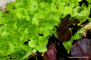 Protect fabulous plant foliage with bird netting