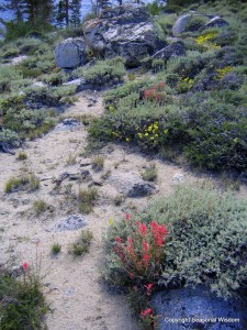 Paintbrush and sulphur flowers are wildflowers of the eastern sierras