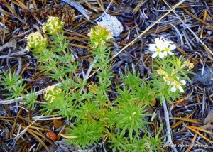 Spreading phlox are some of the wildflowers of the eastern sierras