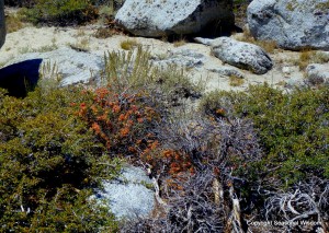 Sulphur flowers turn burnt orange in the drought, showing resilience among wildflowers of the eastern sierras