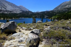 Wildflowers of the eastern sierras have declined with the recent drought, as shown at Rock Creek Lake in 2013.