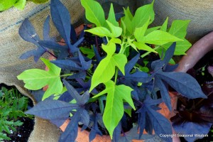 Blackie and Marguerite have fabulous plant foliage