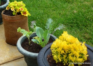 Thuja, kale and geraniums can have fabulous plant foliage.