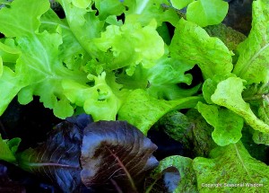 Lettuces with fabulous plant foliage, up close