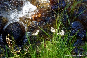 White yarrow is among the wildflowers of the eastern sierras