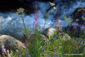 Rangers button, fireweed and lupine are wildflowers of the eastern sierras.