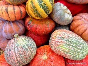 Post image for Unusual Pumpkins, Winter Squashes, Gourds