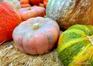 These unusual pumpkins come in yellow, green and pink colors