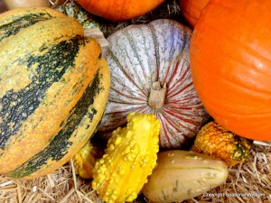 These unusual pumpkins and gourds are attractive decorations.