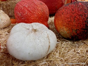 Red Warty Thing pumpkins are among the unusual pumpkins in this story.