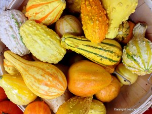 These gourds are great for around the house.