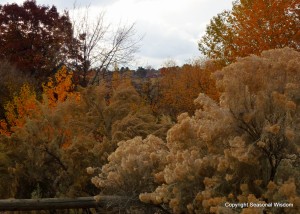 Boise native garden plants in fall