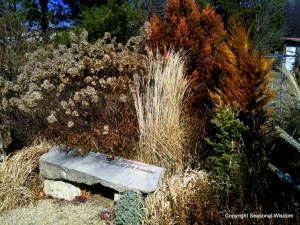 Conifers and grasses in fall garden