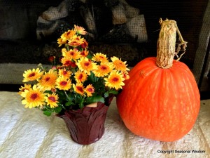 Lakota winter squash looks like an unusual pumpkin, alongside yellow mums.