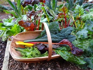 Harvesting greens for a recipe in The Cooking Light Pick Fresh Cookbook