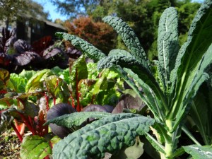 This Lacinato kale and swiss chard for recipe in The Cooking Light Pick Fresh Cookbook