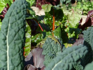 Lizard eats pests in garden of author of The Cooking Light Pick Fresh Cookbook