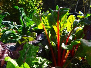 Swiss Chard Stained Glass for The Cooking Light Pick Fresh Cookbook recipe