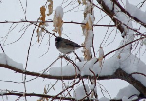 A songbird sits on a branch in snow