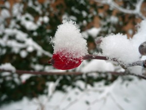 Snow on a rose hip
