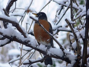 A red breasted robin in snow