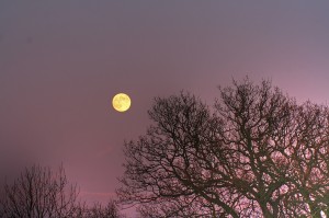 Full Moon Names include April's Pink Moon