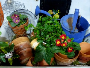 Primroses and vintage garden pots and watering cans