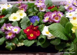 Primroses in different colors belong in spring garden