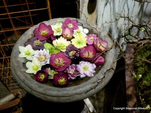 Helleborus flowers in bird bath 