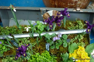 spring garden in tool box, with irises, snowdrops and other flowers