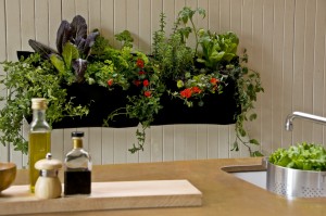 Vertical salad garden planter in kitchen