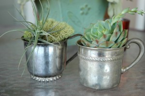 Succulents in silver cups