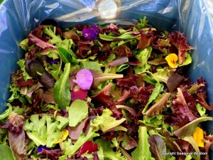 Mesclun with edible flowers