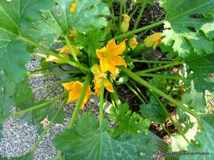 Astia zucchini are unusual vegetables for small gardens, because they grow well in containers.