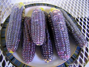 Blue Jade Corn is one of the only sweet corns to grow in containers, making them unusual vegetables for small gardens.