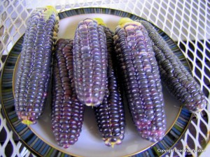 Blue Jade Corn is one of the only sweet corns to grow in containers, making them unusual vegetables for small gardens.