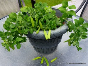 Tom Thumb peas only grow 8 inches tall, making them unusual vegetables for small gardens.